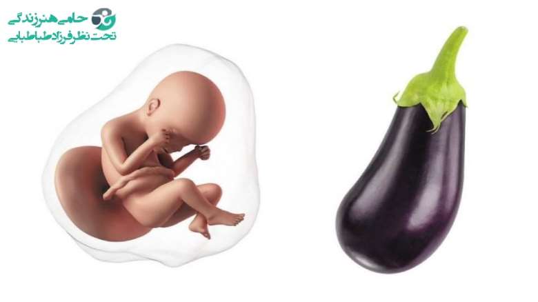 مصرف بادمجان در بارداری | رسیپی های متنوع بادمجان مناسب بارداری